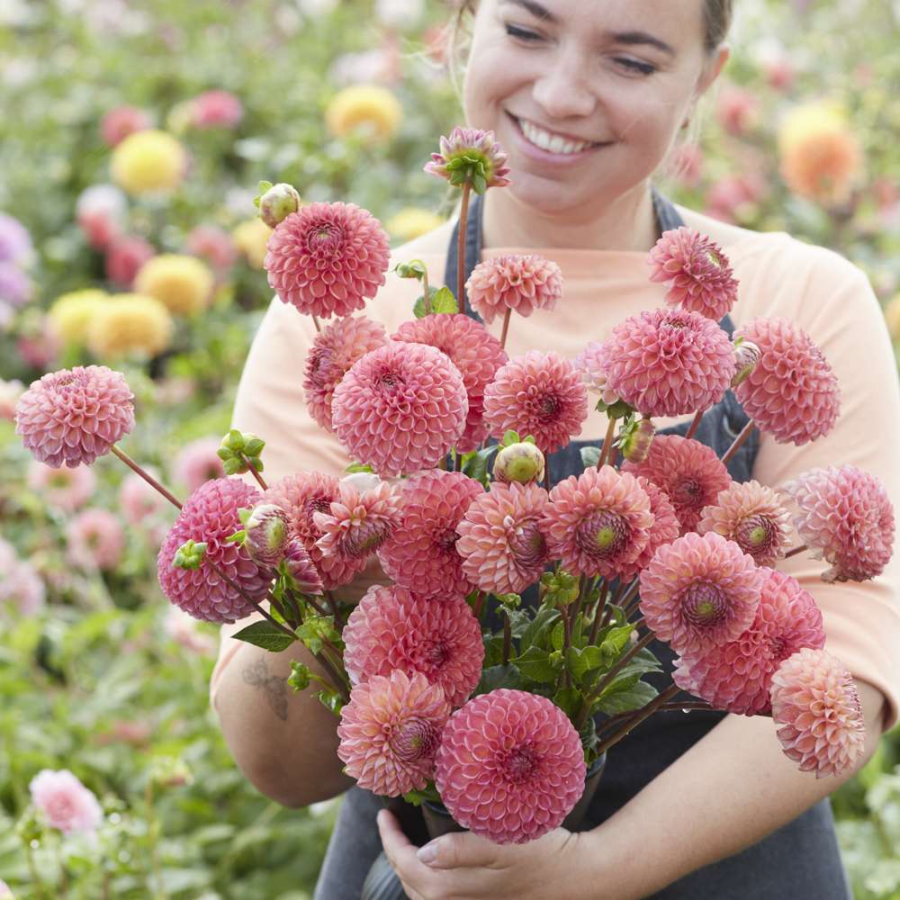 Dahlia 'Hapet Coppery'